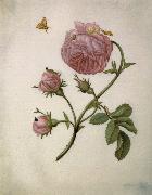 Maria Sibylla Merian Bush Rose with Leafminer Moth,Larva,and Pupa oil painting reproduction